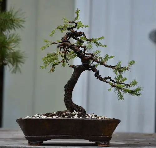 top Best Black Spruce Bonsai Pictures