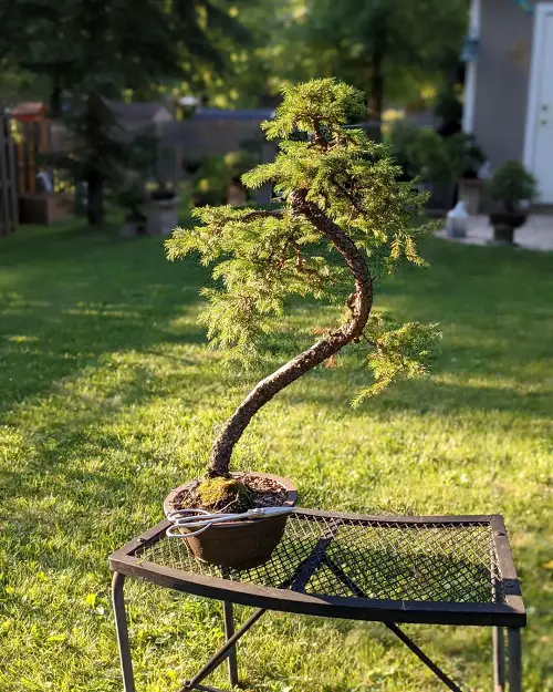 Black Spruce Bonsai with Curved Trunk