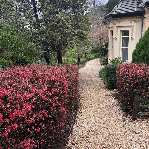 Best Low Maintenance Hedge Plants 30