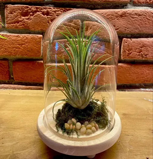 Air Plant on Moss