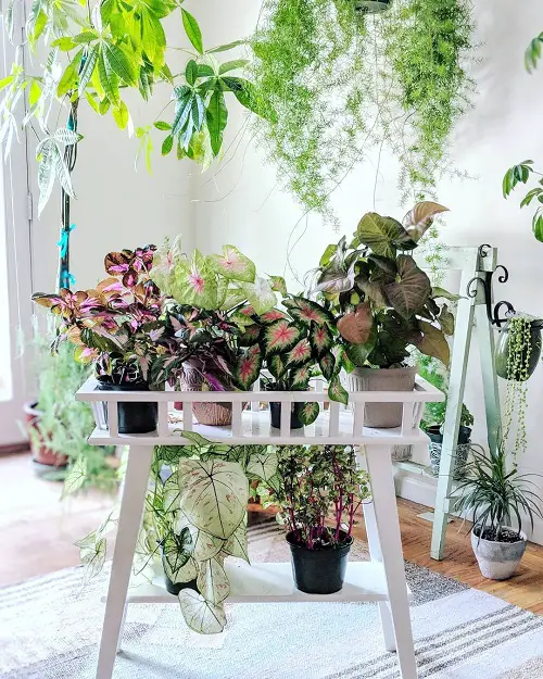 Indoor Caladium Ideas from Instagram