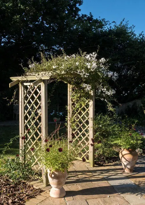 Leafy Shelter from the Sun 8
