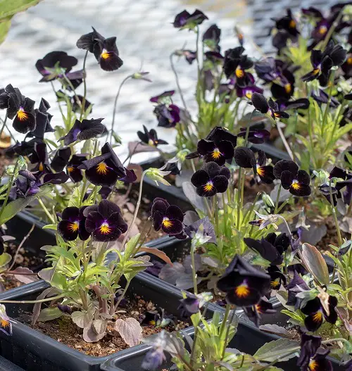 best  Stunning Black Indoor Plants