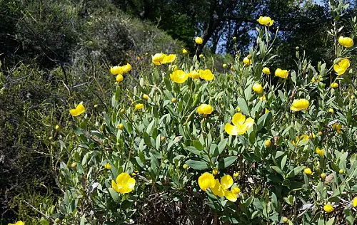 flowering Shrubs to Grow Under the Oak Tree