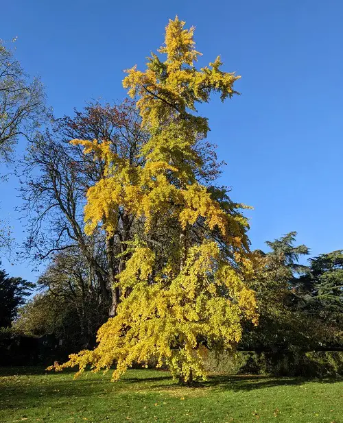 Best Tall Skinny Trees