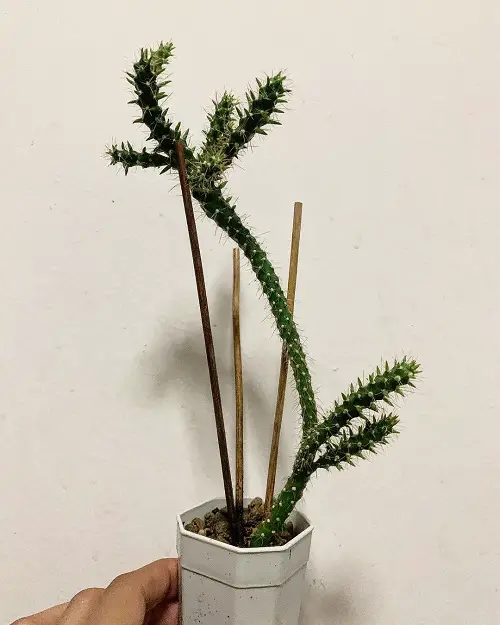 lovely Best Tall Succulents