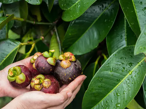 top Purple Fruits to Grow in the Garden