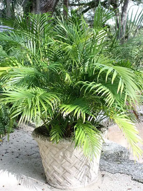 Palm Trees in Florida