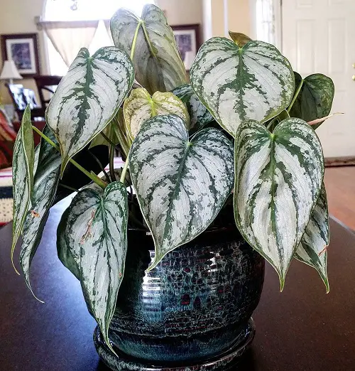 Best Variegated Philodendrons indoor