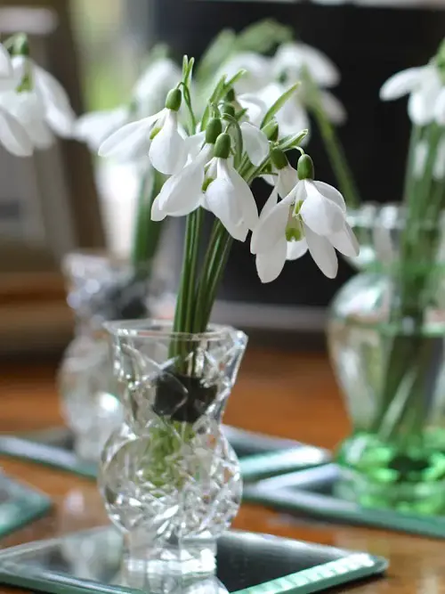 Top Bulbs for Water Growing 