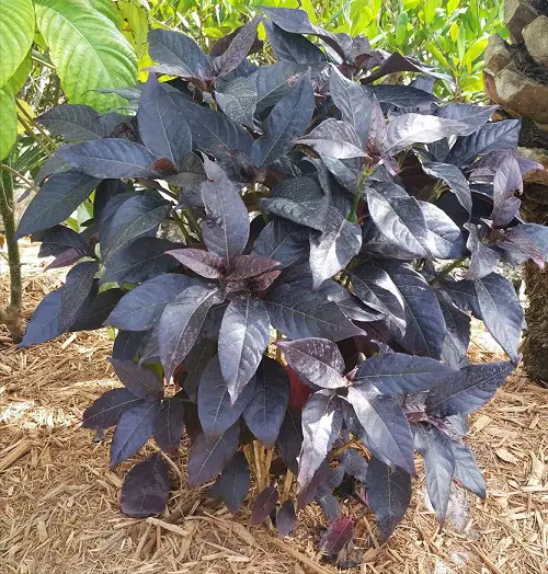 Eranthemum Nigrum black magic