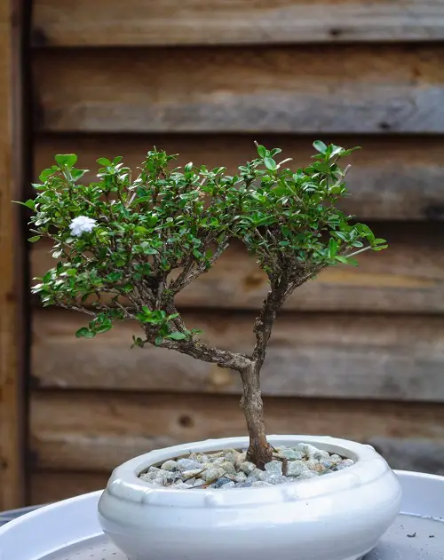 White Theme Snow Rose Bonsai Pictures 