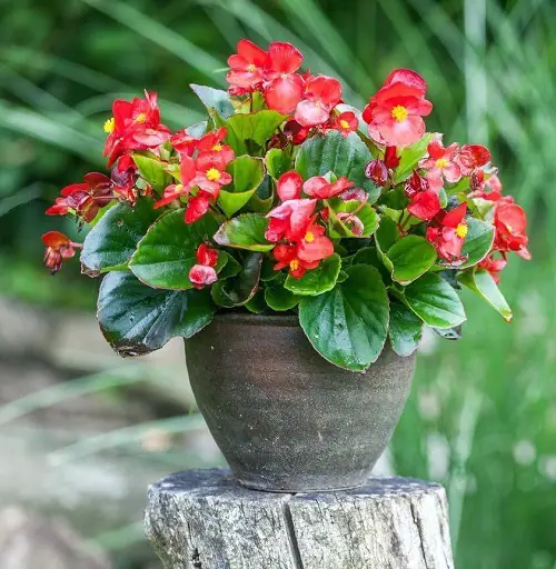 Popular Flower in garden