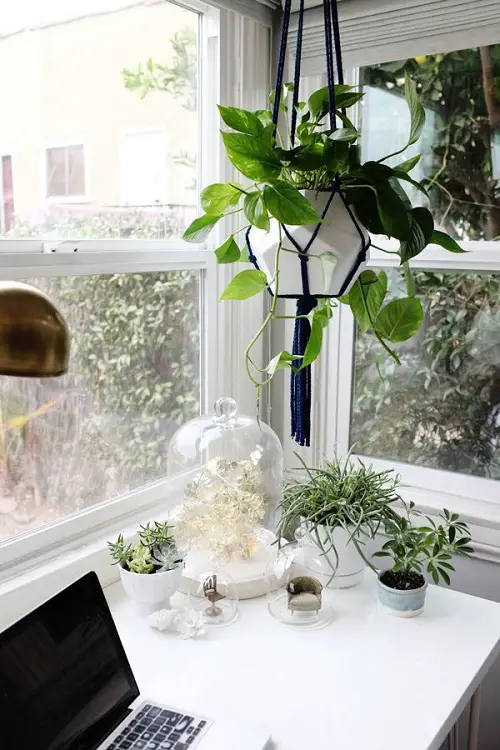 Pretty Pothos Crowning Blue Macrame Pot Windows Ideas 14
