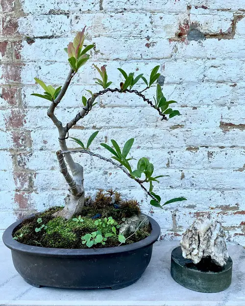 Best Magnolia Bonsai Tree in yard