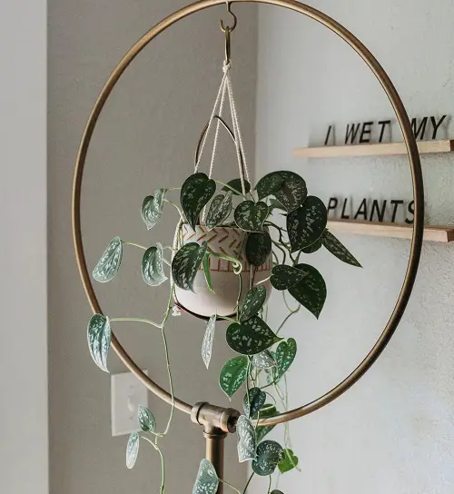 Silver Pothos Hanging in Metal Hoop Planter