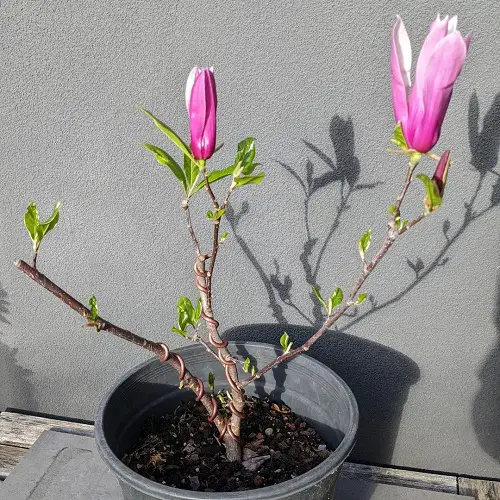 Best Magnolia Bonsai Tree Pictures