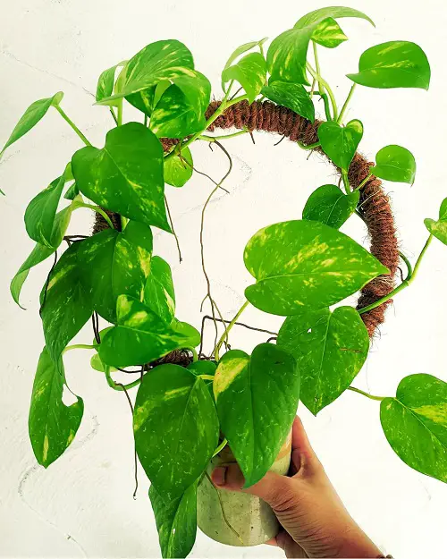 Lush Devil's Ivy Vining around a Round Stake