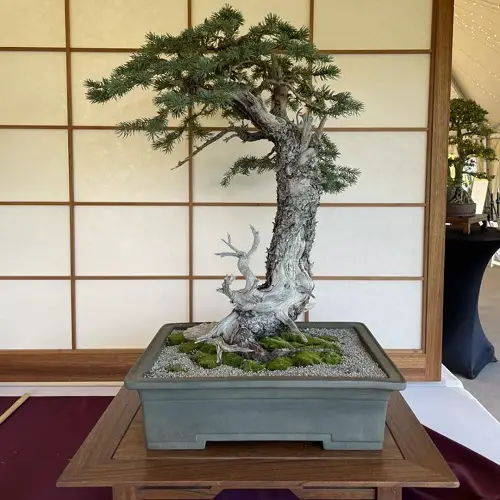 best Thick White Bark of a Black Spruce Bonsai