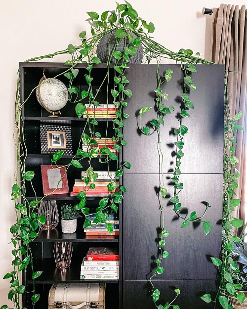 Pothos Dangling Down the Cabinet