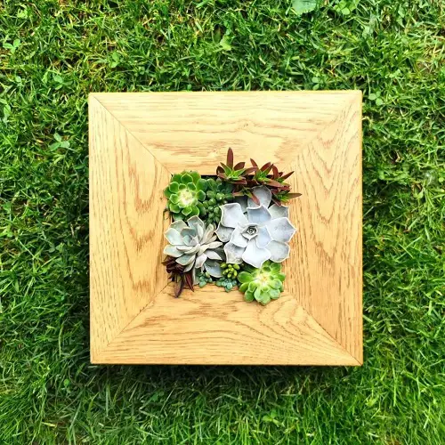 Mini Succulent Bed in Wooden Frame