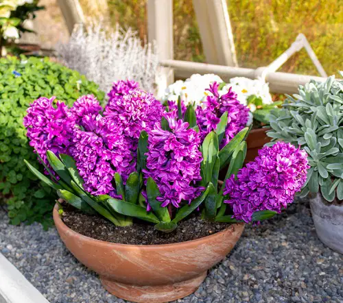 Popular Flower in backyard