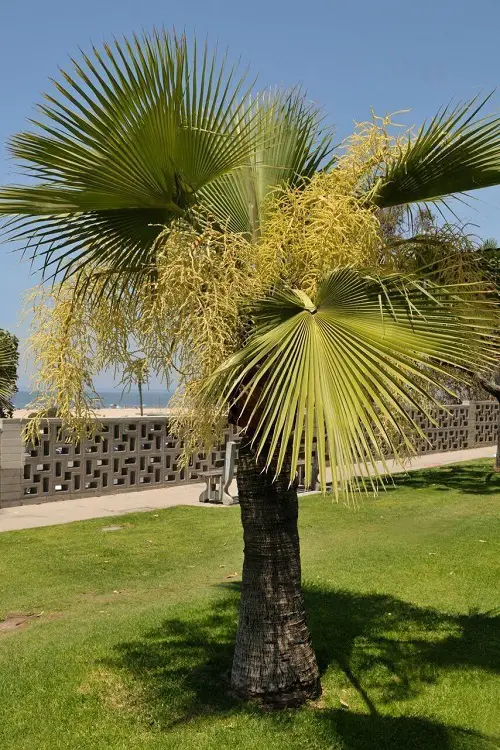 Types of Florida Palm Trees
