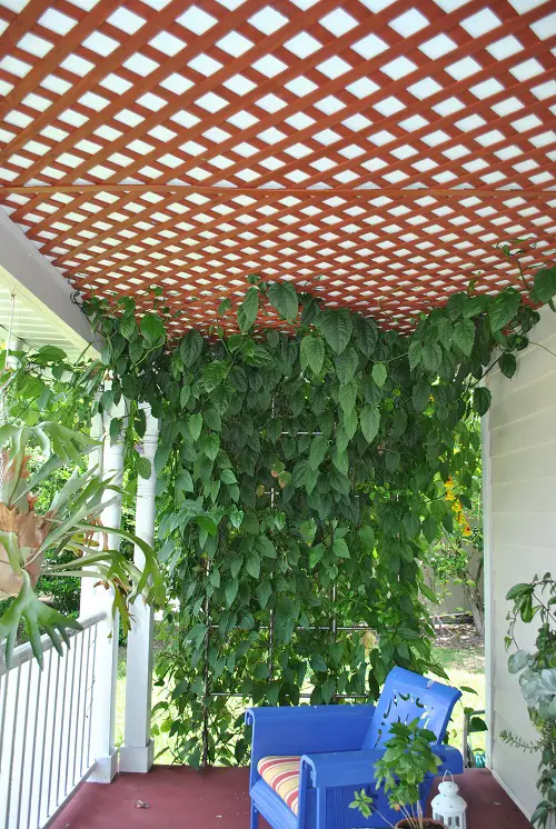 Vines Trailing Up the Ceiling in an Open Balcony