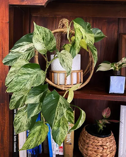 Marble Queen Gracing the Book Shelf