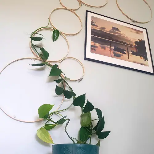 Pothos Climbing up the Hoop Stakes