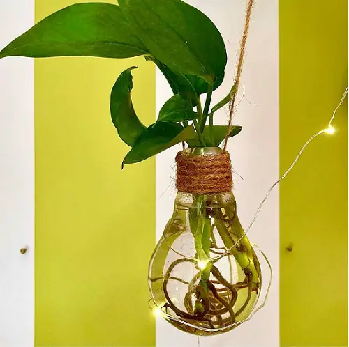 Pothos Growing in a Bulb Planter