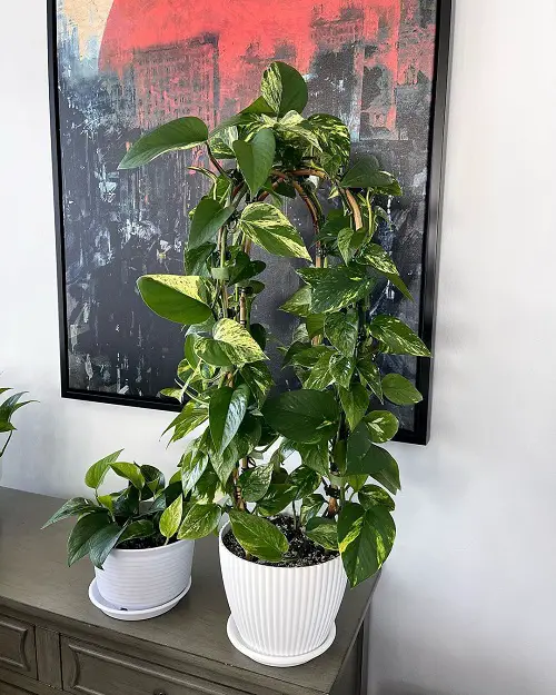 Trailing Marble Queen Centerpiece