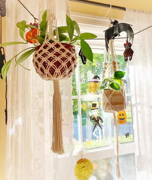 Hanging Plants in Front of Windows