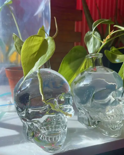 Pothos Propagating in Skull Jars