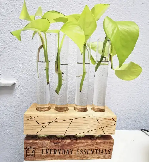 Neon Pothos in Upcycled Spice Bottle Holders
