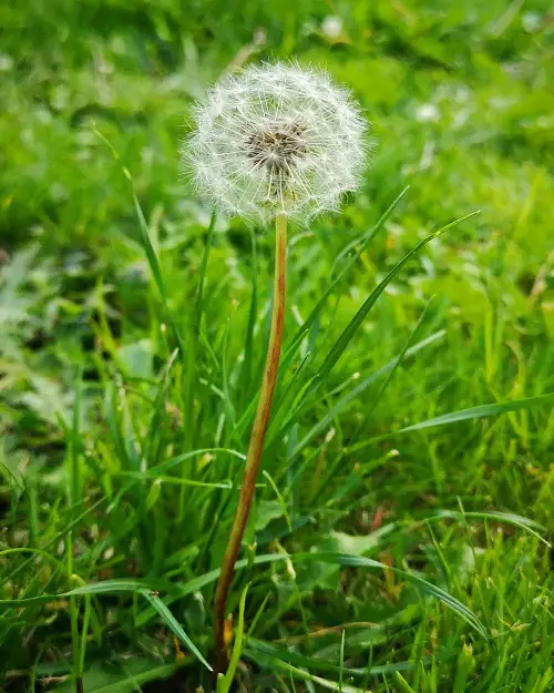 beautiful Weeds with White Flowers 