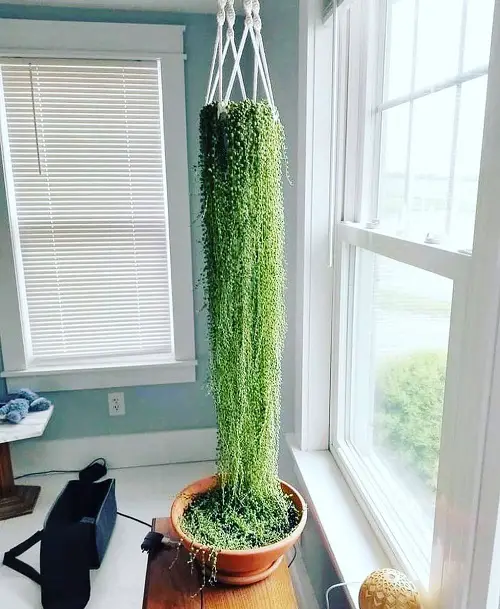 Best Hanging Plants in Front of Windows Ideas