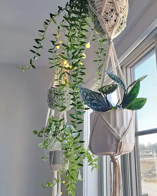 top Best Hanging Plants in Front of Windows Ideas