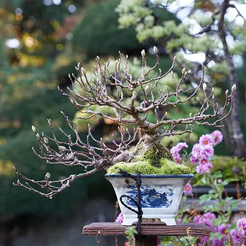 Best Magnolia Bonsai Tree in table top