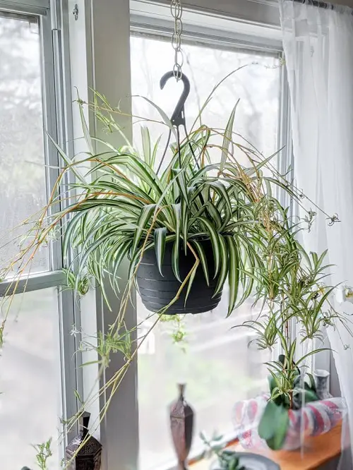Best Hanging Plants in Front of Windows Ideas