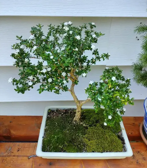 Snow Rose Bonsai Tree image