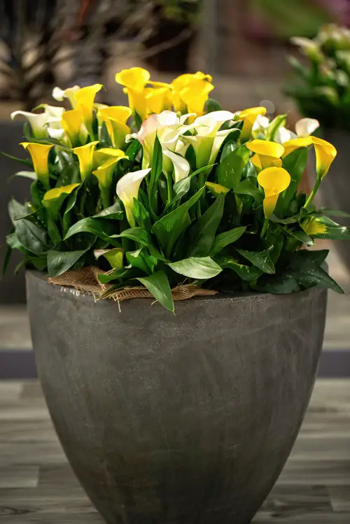 top best Popular Flower Meanings