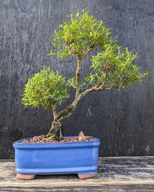 Snow Rose Bonsai with Buddha image