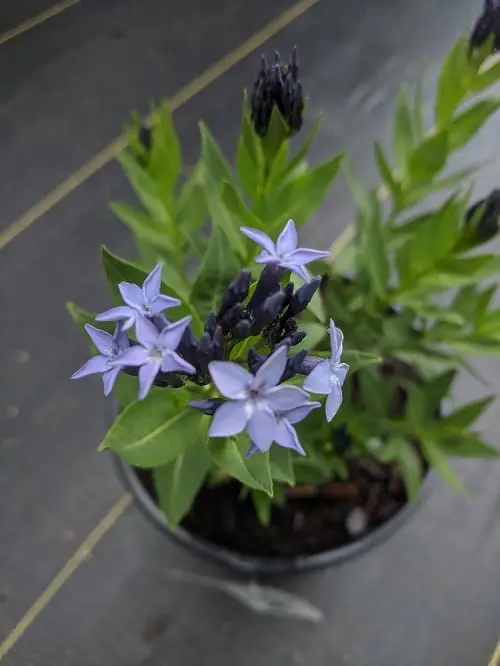 top best Popular Flower