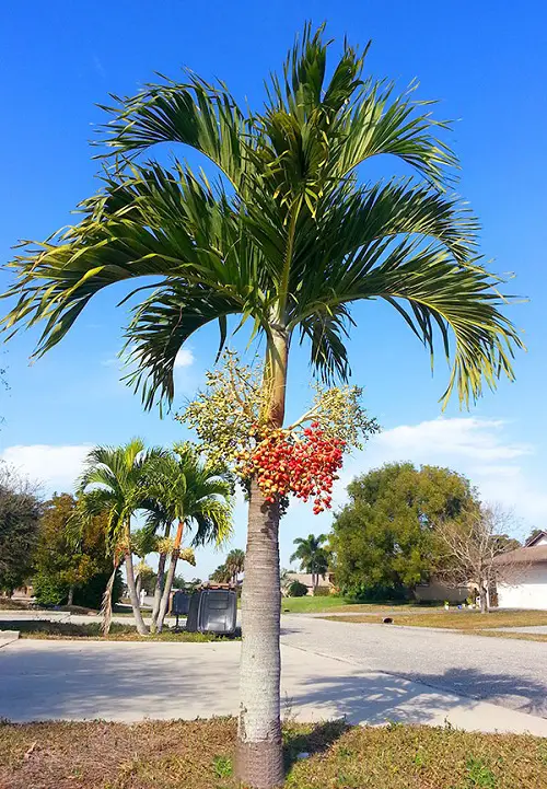 Florida's Finest Palm Trees 