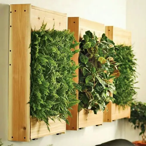 Ferns and Maranta in Wall Studden Wooden Frames