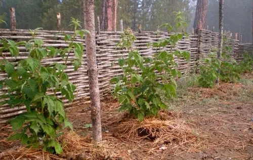 wattle Privacy Fence