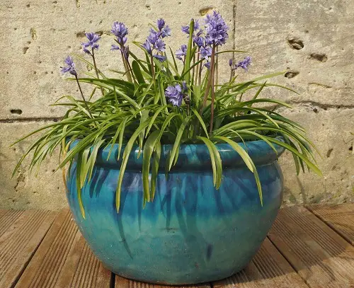 beautiful Baby Blue Flowers 16