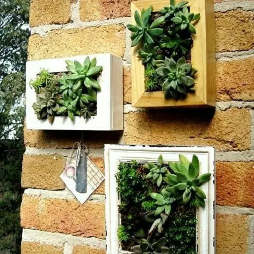 Succulent Frame Trio on the Wall