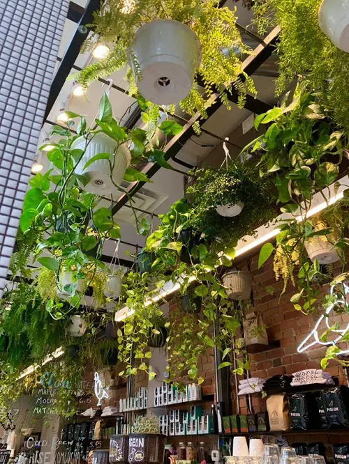 Coffee Station with Vining Houseplants in the Ceiling